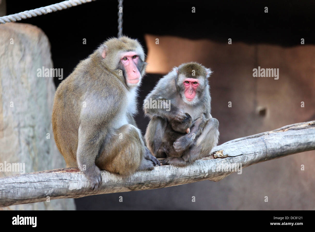 Macaques japonais connu aussi comme la neige des singes à Launceston City Park en Tasmanie Banque D'Images