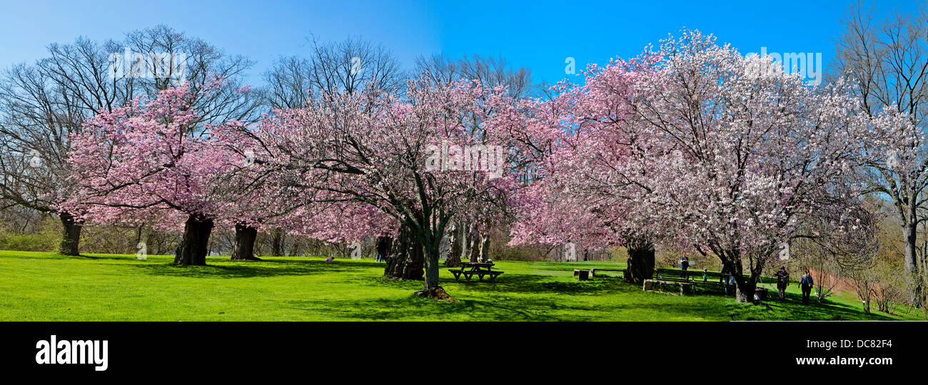 Les fleurs de cerisier, Royal Botanical Garden, Burlington, Ontario, Canada Banque D'Images