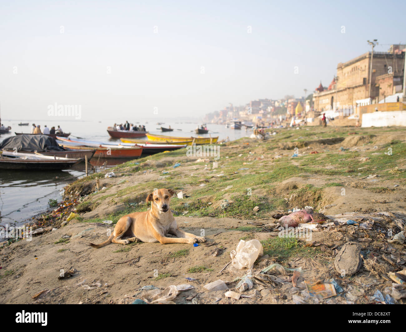 Les chiens errants, et le chien cadavre. La vie sur les rives de la rivière Ganges - Varanasi, Inde Banque D'Images