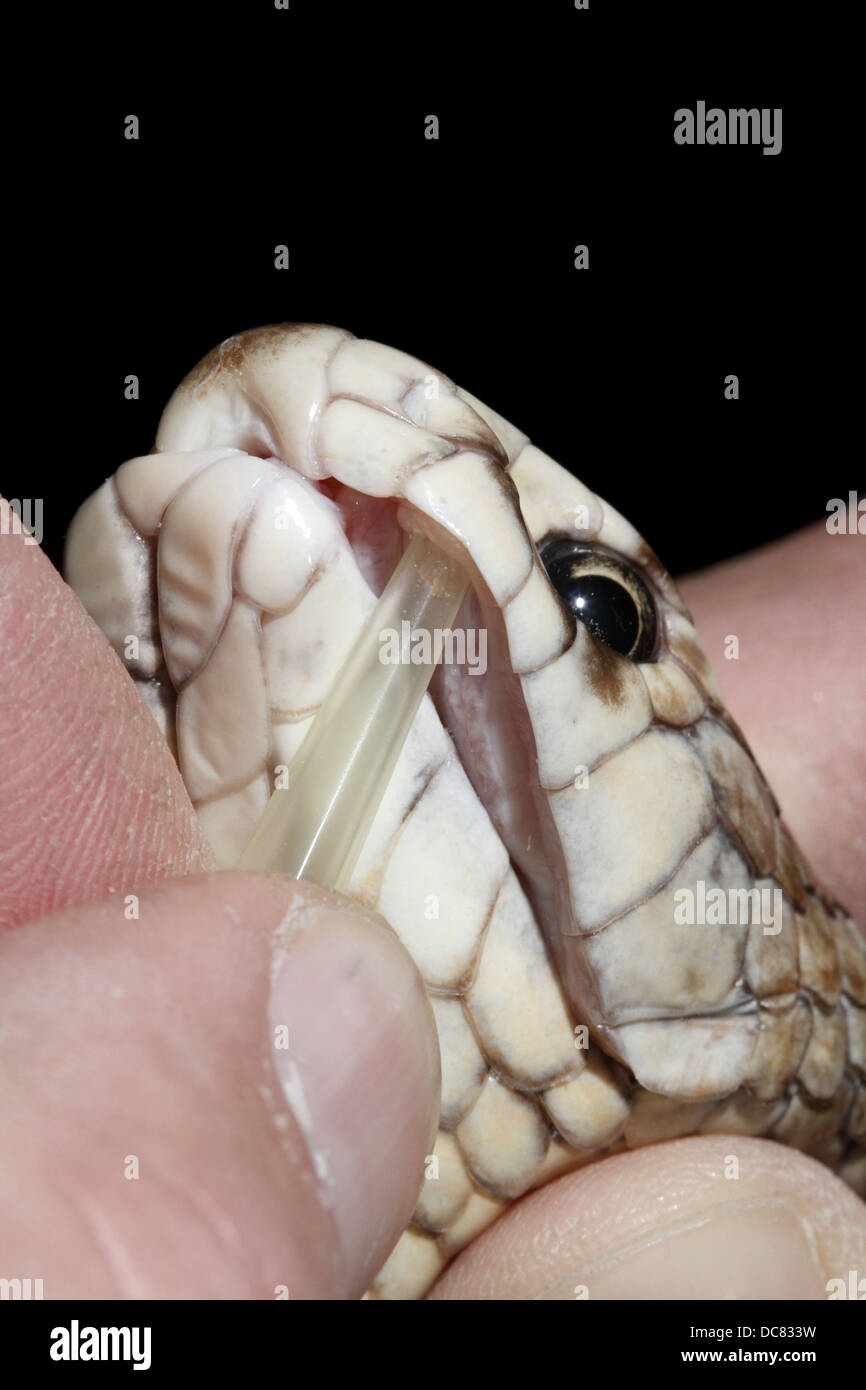 L'est serpent brun Pseudonaja textilis souvent appelé le serpent brun commun être traite pour venom Banque D'Images