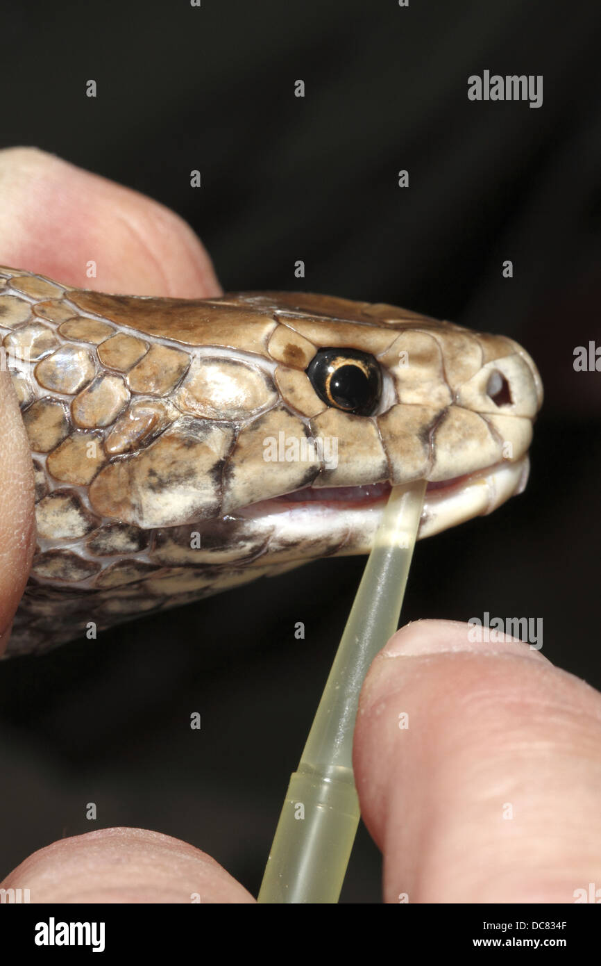 L'est serpent brun Pseudonaja textilis souvent appelé le serpent brun commun être traite pour venom Banque D'Images