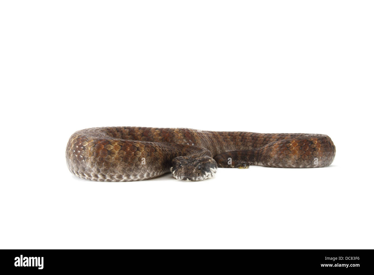 Death Adder photographié sur un fond blanc, ajusté de façon numérique prêt pour easy cut-out Banque D'Images