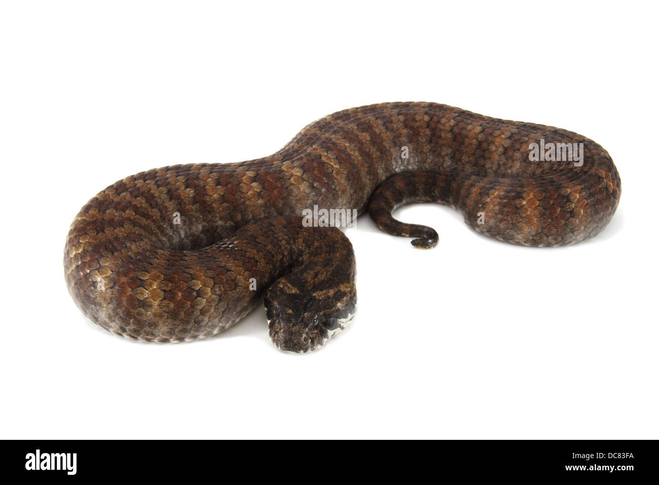 Death Adder photographié sur un fond blanc, ajusté de façon numérique prêt pour easy cut-out Banque D'Images