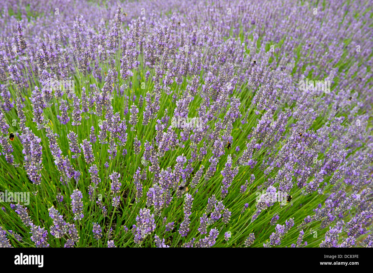 Les champs de lavande Norfolk produisant parfum agréable et violet et lilas haze Banque D'Images