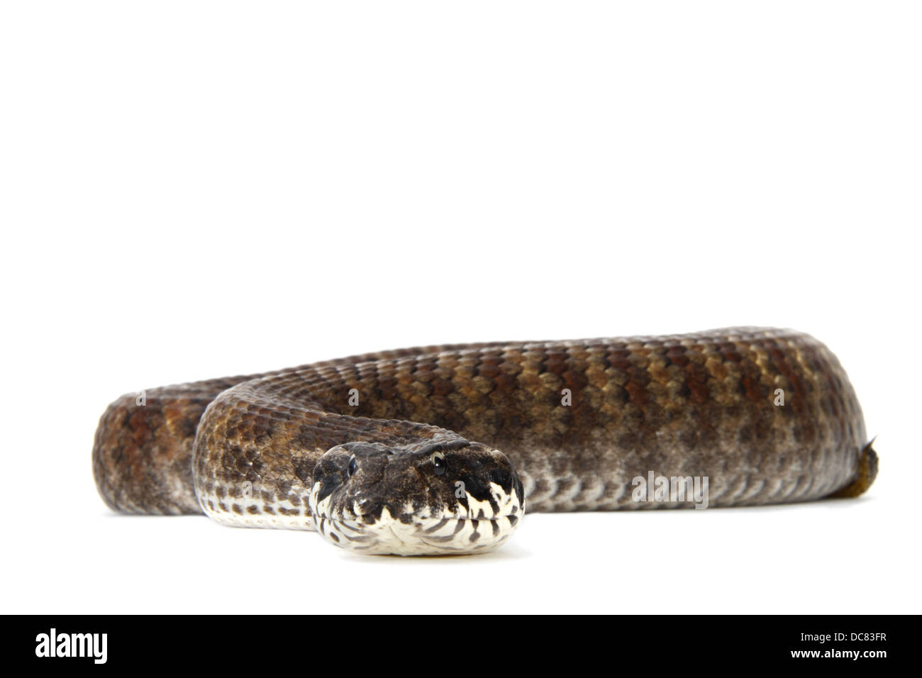 Death Adder photographié sur un fond blanc, ajusté de façon numérique prêt pour easy cut-out Banque D'Images