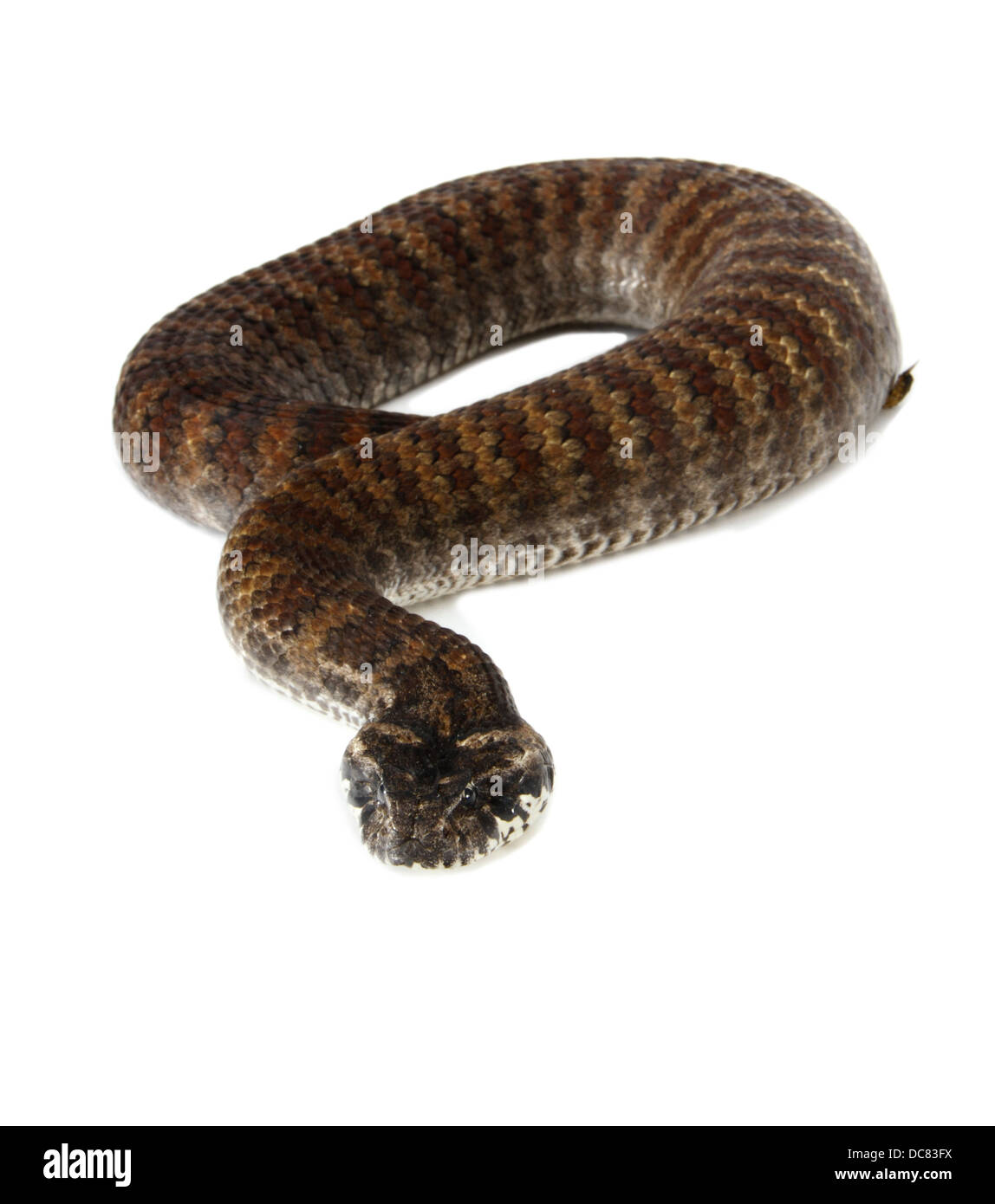 Death Adder photographié sur un fond blanc, ajusté de façon numérique prêt pour easy cut-out Banque D'Images