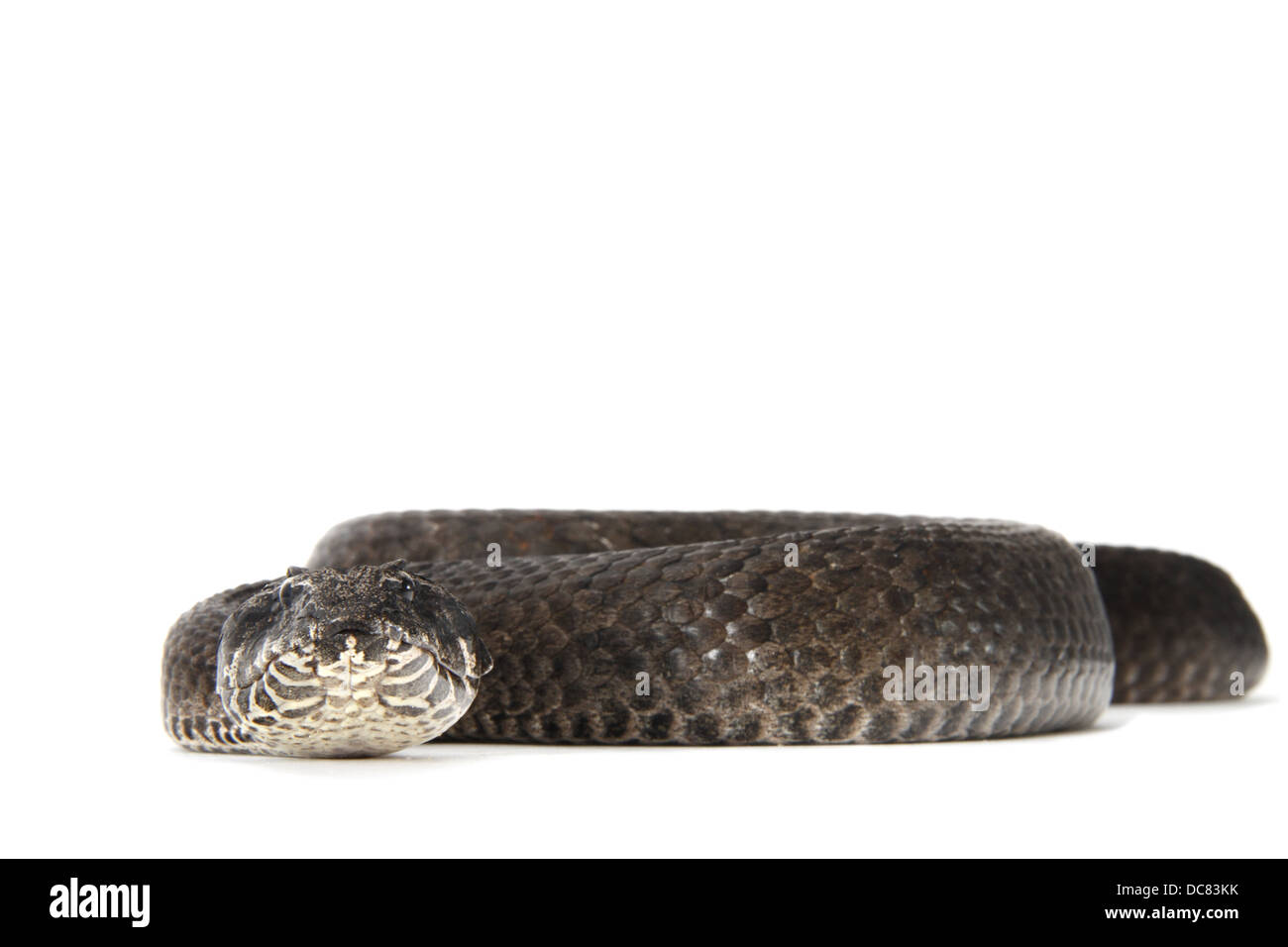 Death Adder photographié sur un fond blanc, ajusté de façon numérique prêt pour easy cut-out Banque D'Images