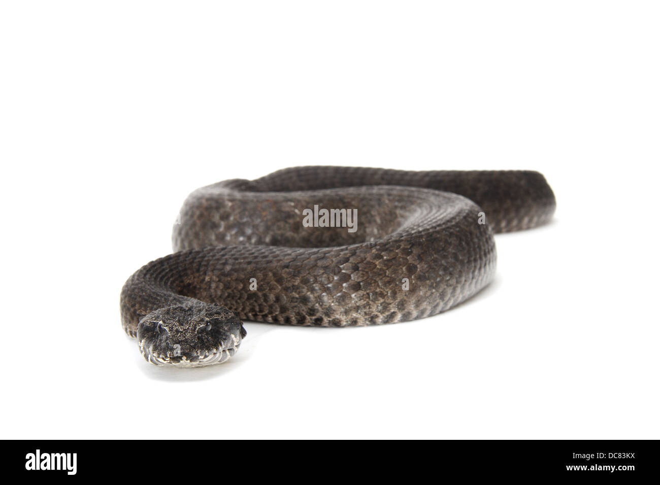 Death Adder photographié sur un fond blanc, ajusté de façon numérique prêt pour easy cut-out Banque D'Images