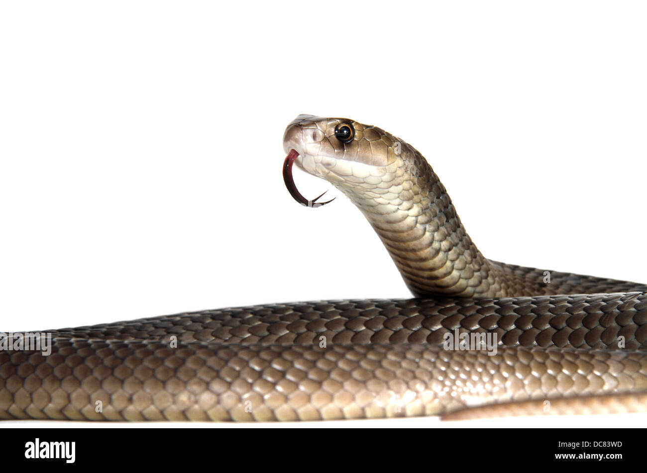 L'est de serpent brun Pseudonaja textilis photographié sur un fond blanc, ajusté de façon numérique prêt pour easy cut-out Banque D'Images