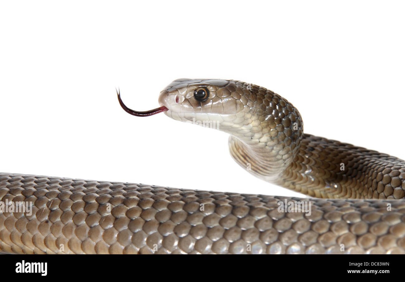 L'est de serpent brun Pseudonaja textilis photographié sur un fond blanc, ajusté de façon numérique prêt pour easy cut-out Banque D'Images