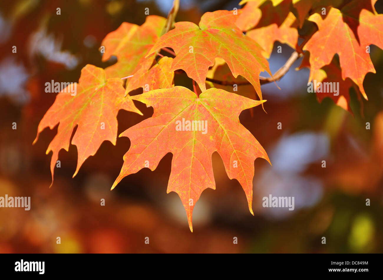 Les feuilles des arbres d'érable à l'automne Banque D'Images