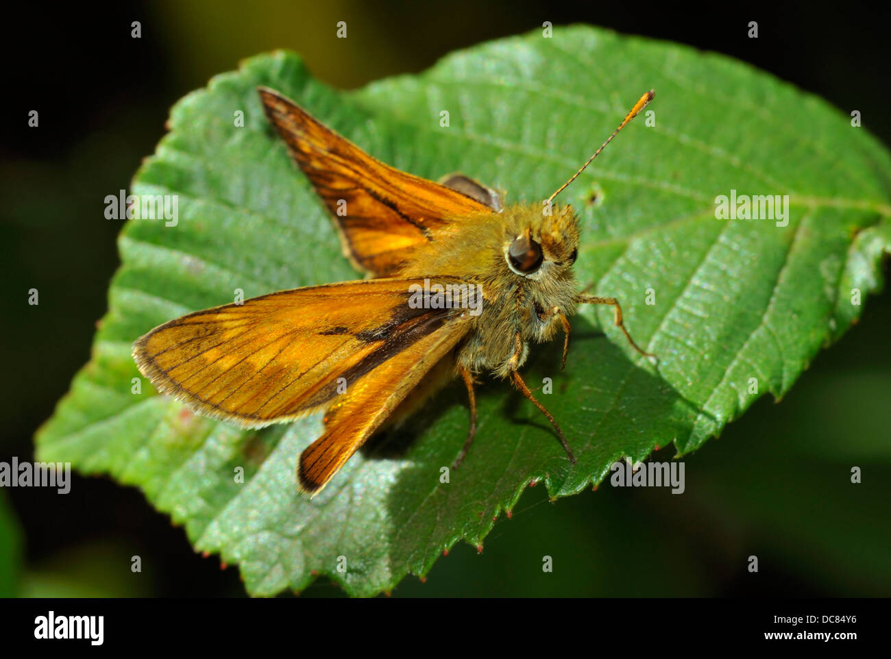Grand Skipper Butterfly - Ochlodes venata, homme On leaf Banque D'Images