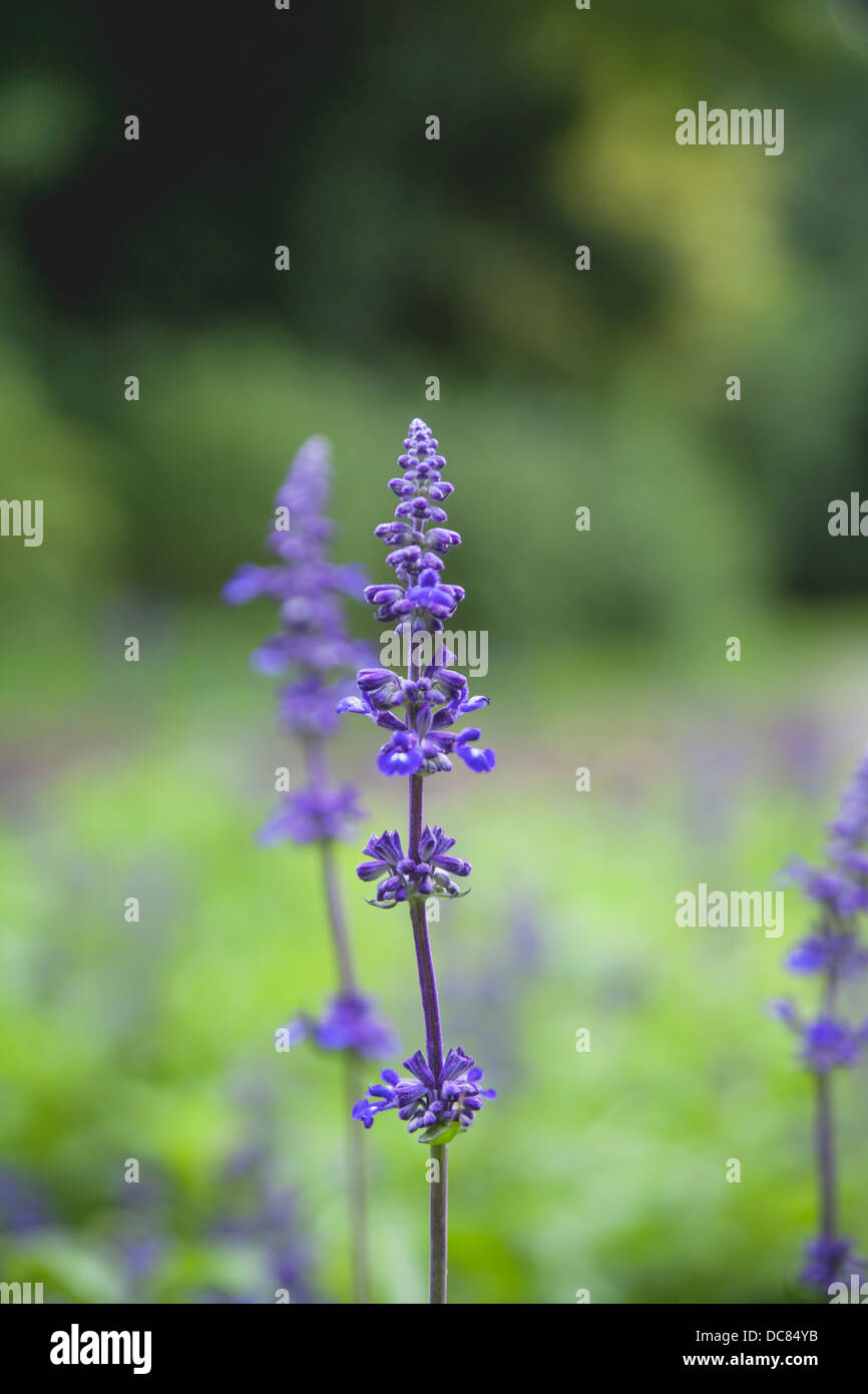 Grande fleur pourpre appelée Salvia dans la verdure Banque D'Images