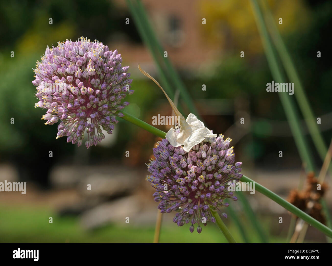 Poireau sauvage - une saucisse végétarienne traditionnelle galloise une saucisse végétarienne traditionnelle galloise deux fleurs Banque D'Images