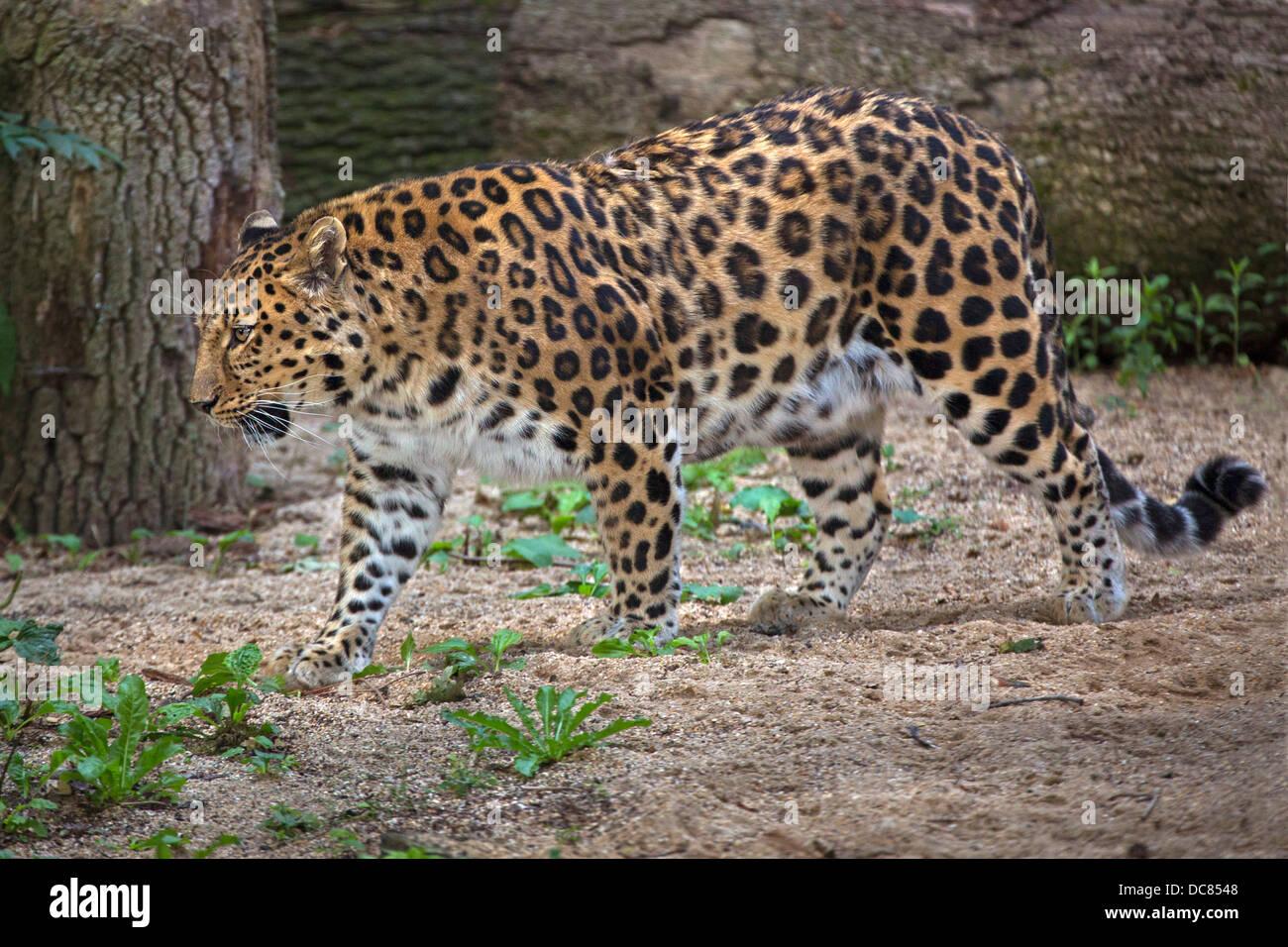 Amur Leopard Banque D'Images
