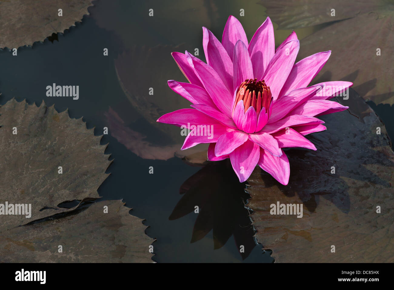 De couleur fuchsia fleur Nymphaea nouchali star Lotus ou nénuphar dans l'eau étang Banque D'Images