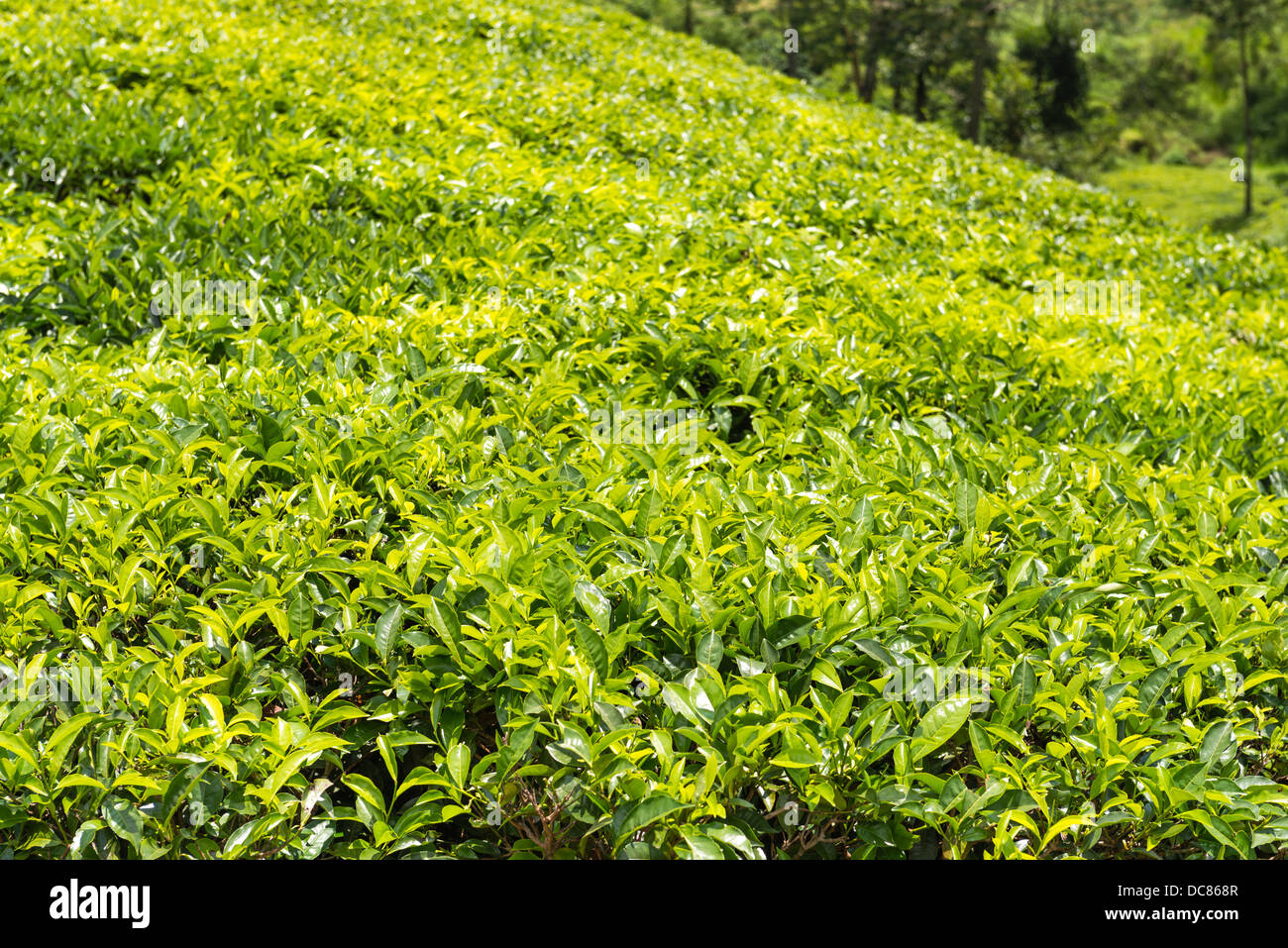 Plantation de thé vert frais champ à Nuwara Eliya, Sri Lanka, Ceylan Banque D'Images