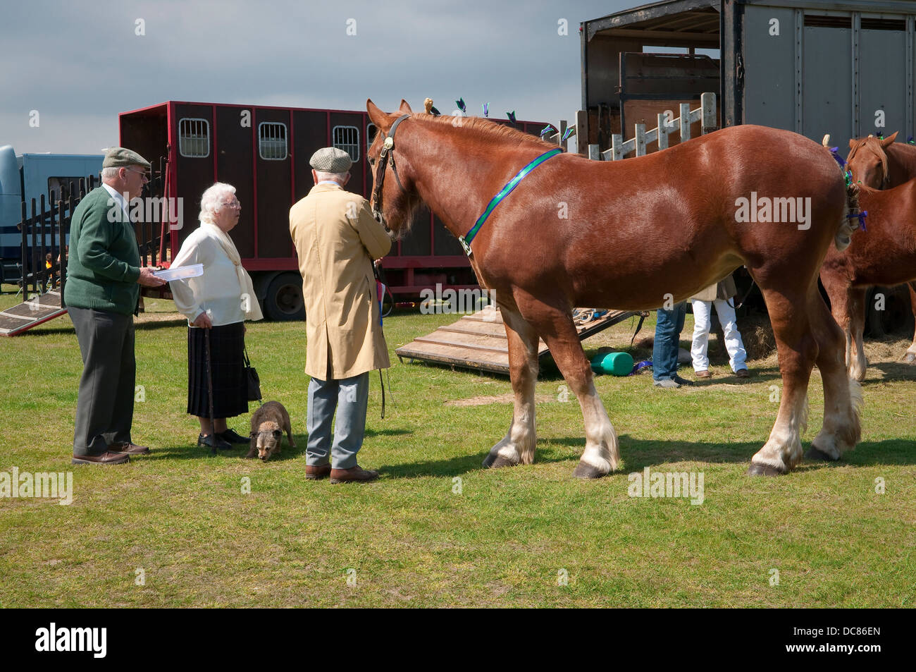 Cheval à Suffolk Punch Horse Show 2013, Ipswich Showgrounds. Banque D'Images