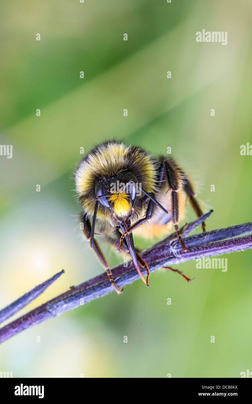 Close-up d'un champ cuckoo bumblee bee (Bombus campestris) reposant sur une brindille, vue avant, soft focus fond feuillage vert Banque D'Images
