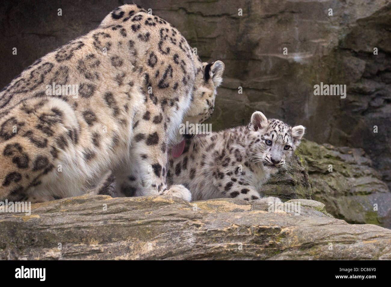 Snow Leopard cub, 14 semaines Banque D'Images