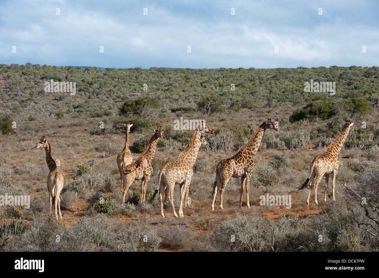 Le sud de girafes (Giraffa camelopardalis giraffa), Kwandwe Game Reserve, Afrique du Sud Banque D'Images