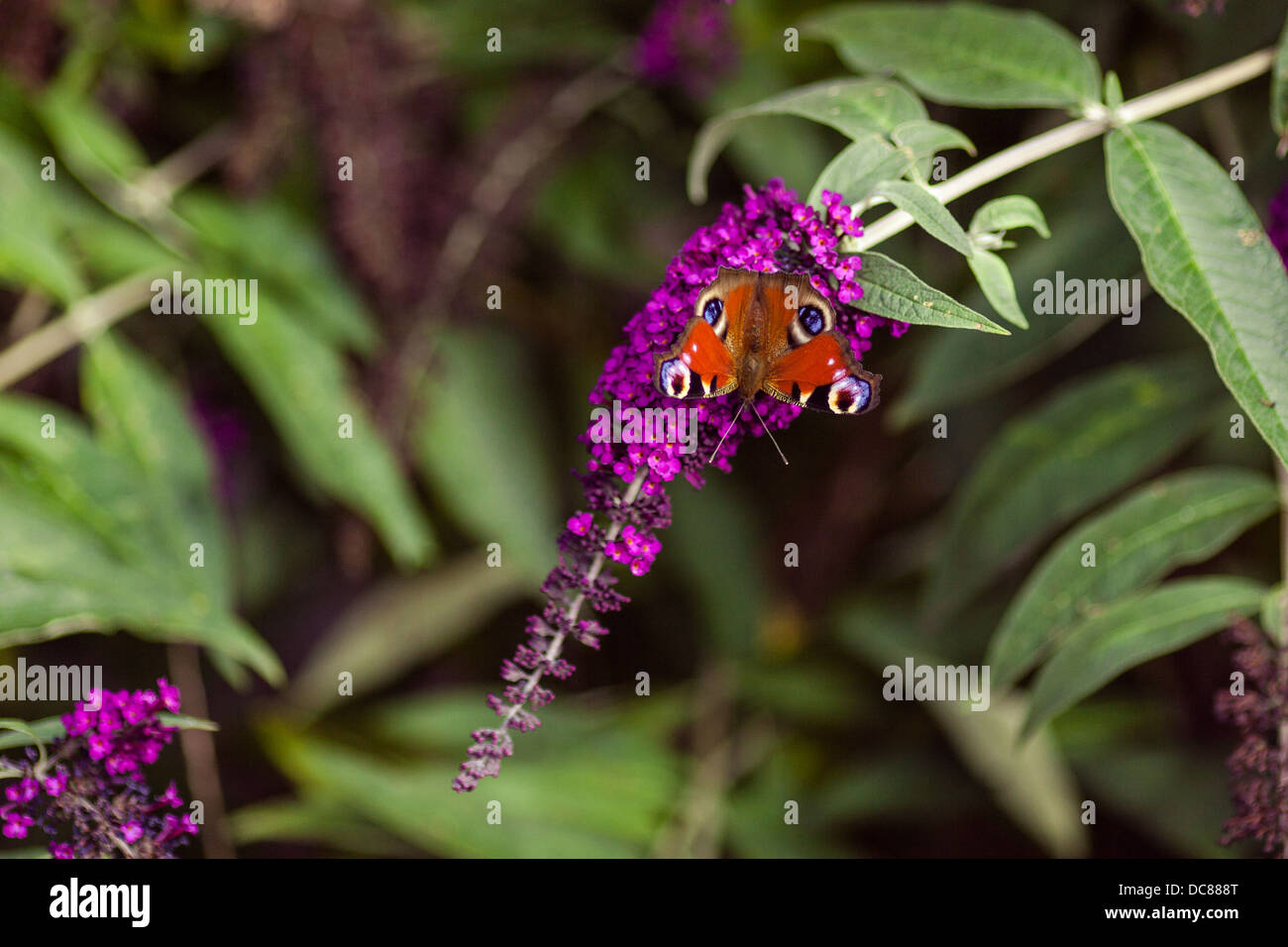 Peacock papillon sur buddleia Banque D'Images