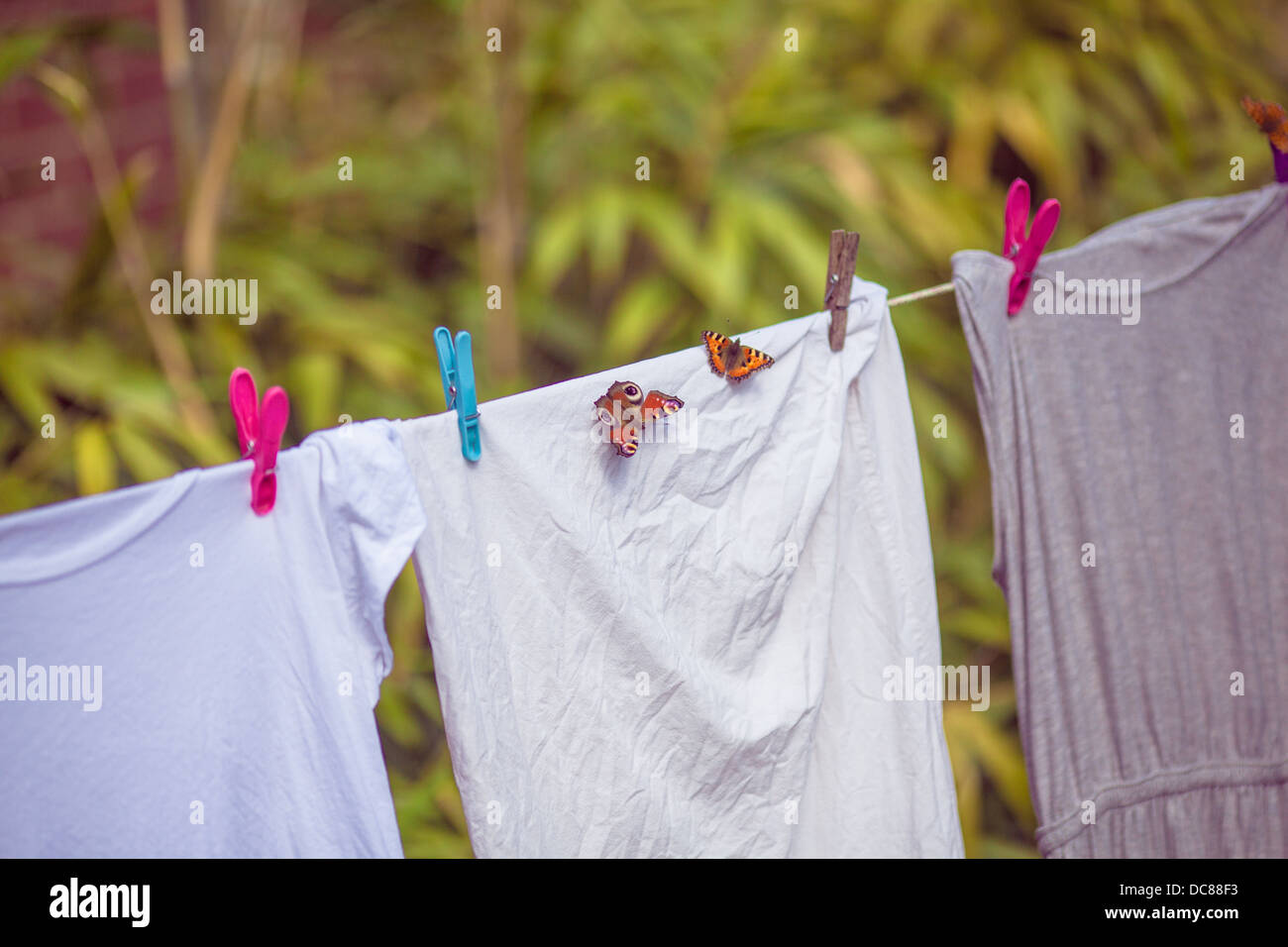 Les papillons on clothes line Banque D'Images