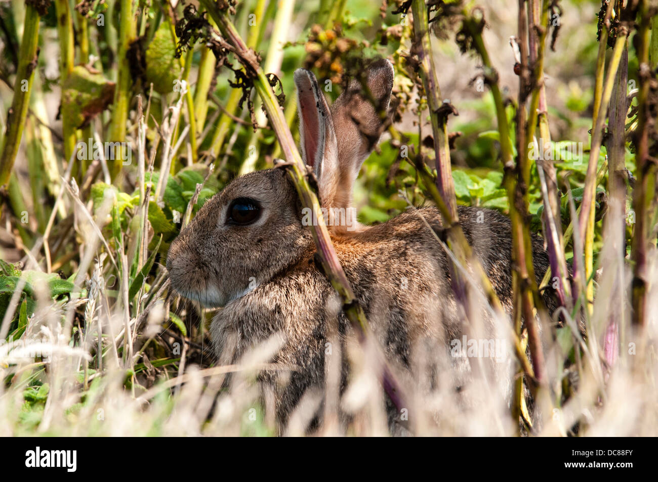 Lapin sauvage sur l'île de Skomer Wales Banque D'Images