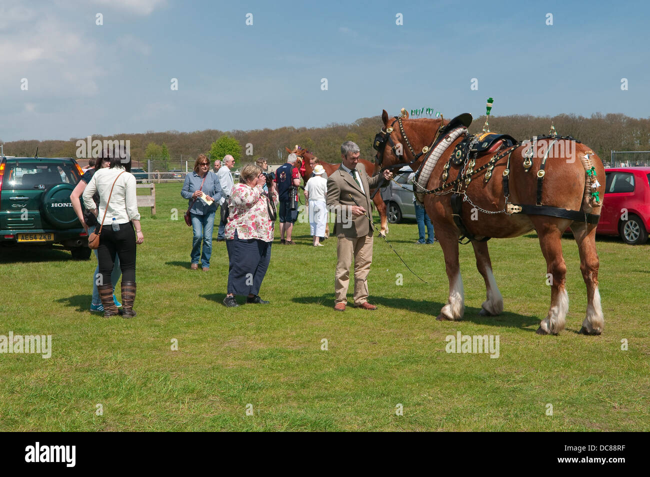 Cheval à Suffolk Punch Horse Show 2013, Ipswich Showgrounds. Banque D'Images
