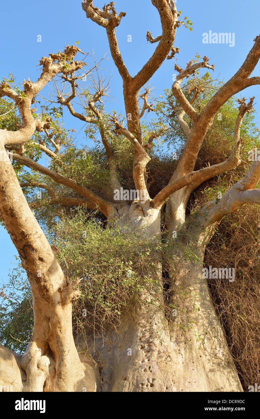 Baobab - dead-rat-singe de l'arbre - Arbre à pain - arbre à l'envers (Adansonia digitata) près de la réserve de Bandia de dans la région de Somone Banque D'Images