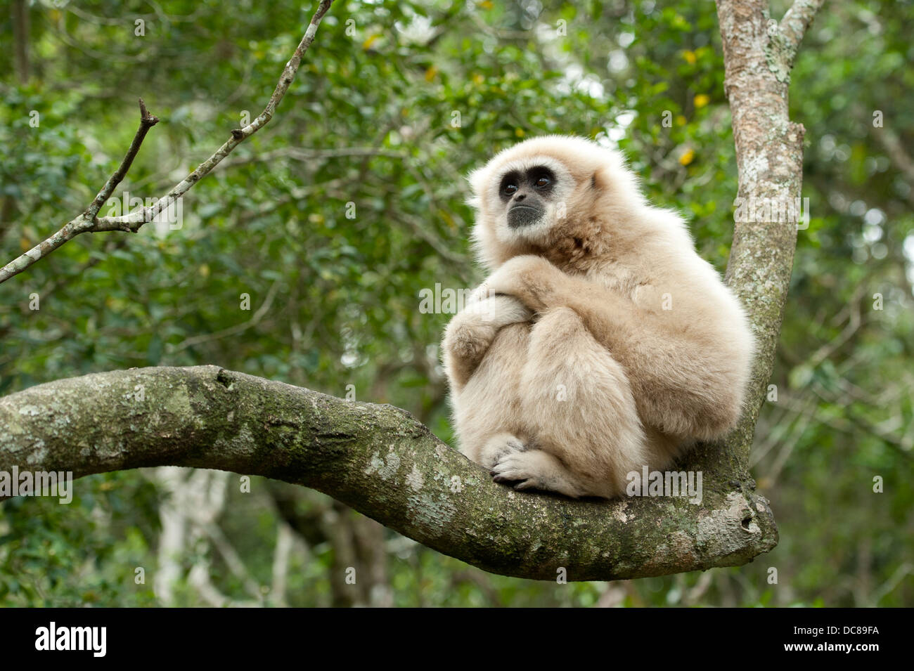 White remis Gibbon aka gibbons (Hylobates lar), Monkeyland, Plettenberg Bay, Afrique du Sud Banque D'Images