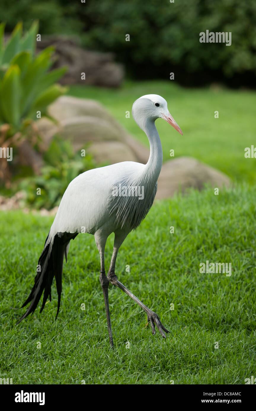 (Anthropoides paradiseus grue bleue), Birds of Eden, Plettenberg Bay, Afrique du Sud Banque D'Images