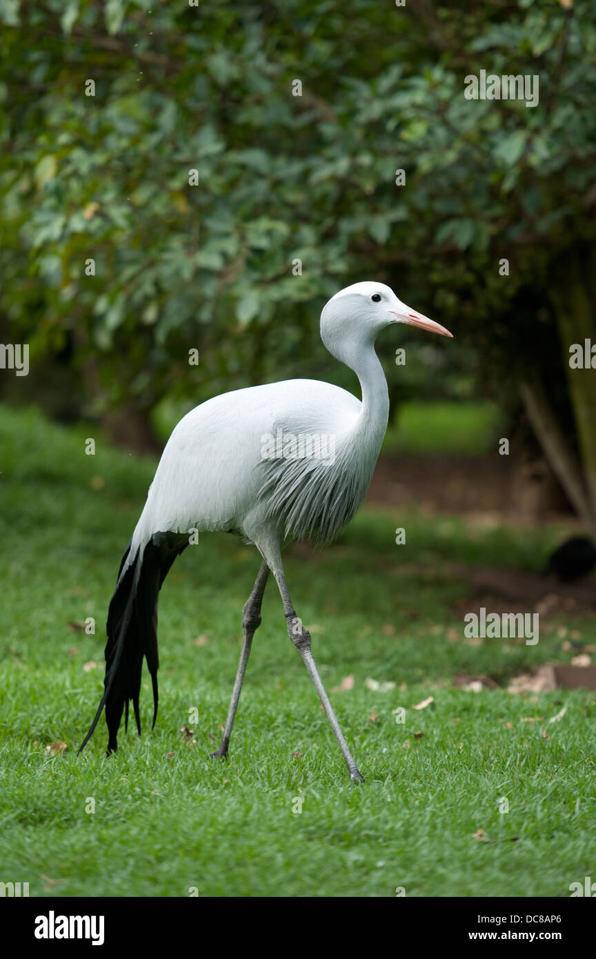 (Anthropoides paradiseus grue bleue), Birds of Eden, Plettenberg Bay, Afrique du Sud Banque D'Images