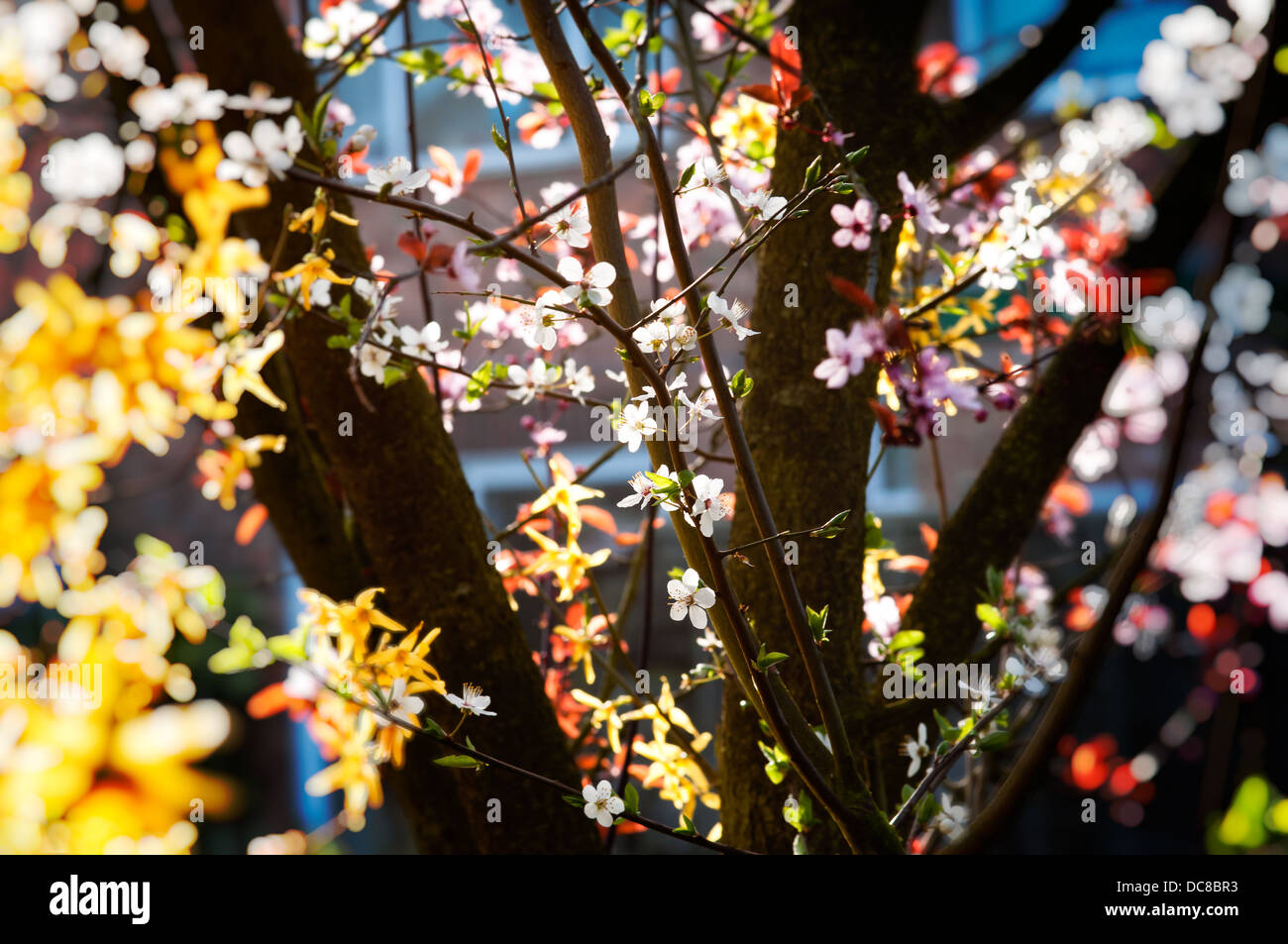 Couleurs de printemps - Arbre en fleur Banque D'Images