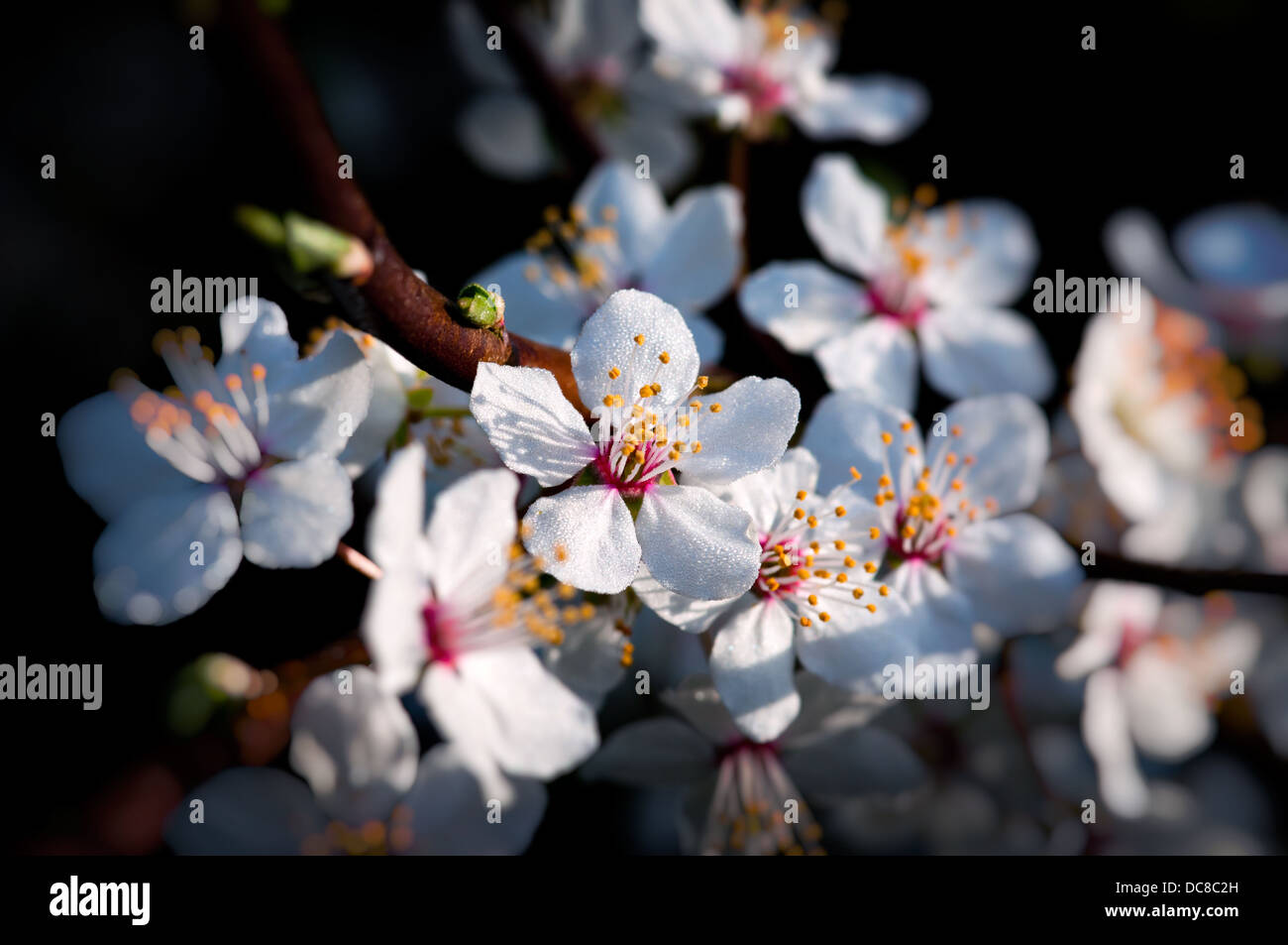 Fleurs de cerisier printanier - faible profondeur de champ Banque D'Images
