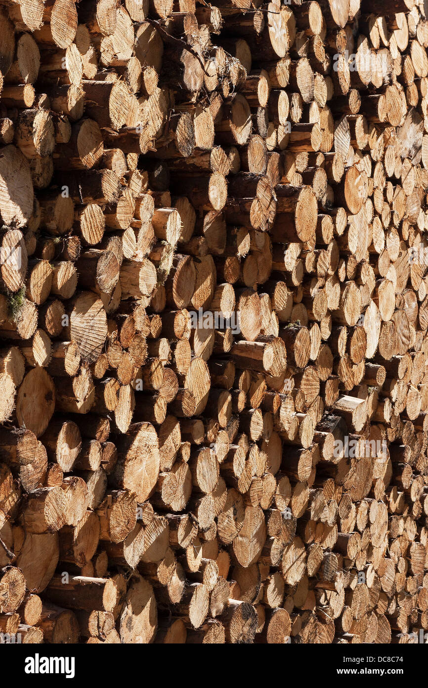 Fermer la vue des extrémités des grumes bois empilé bois de pin dans la forêt en attente de transports pour usage commercial. L'Écosse, Royaume-Uni Banque D'Images