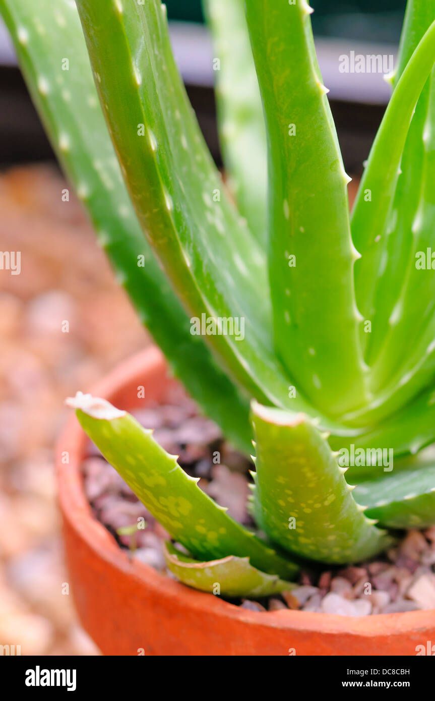 L'Aloe Vera plante en pot Banque D'Images