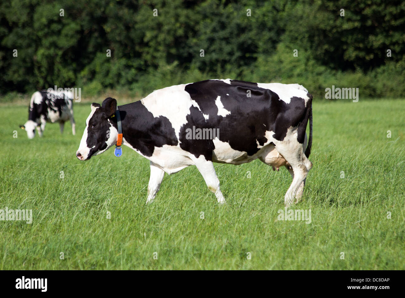 Les vaches noires et blanches sur une terre agricole Banque D'Images