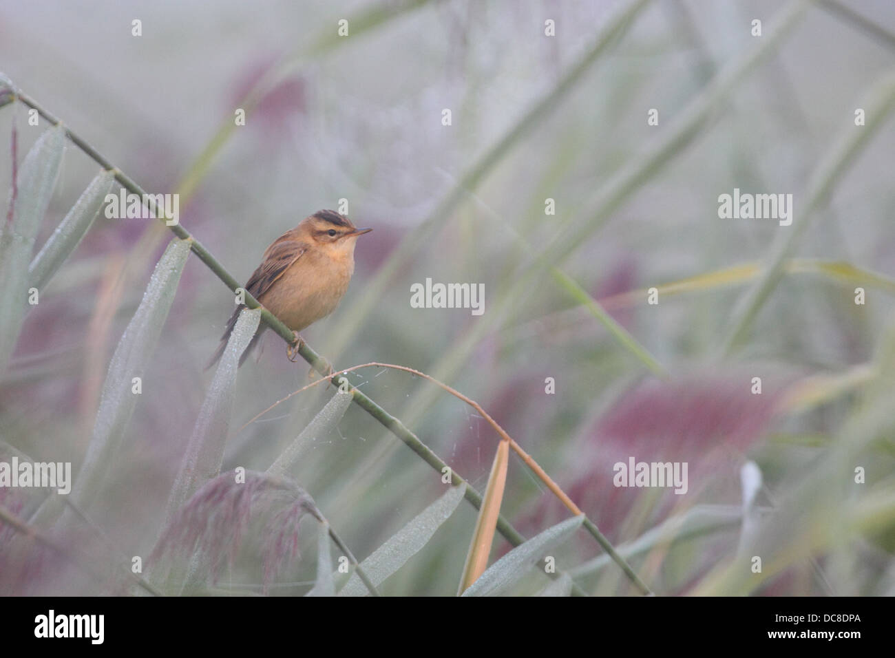 Phragmite des joncs (Acrocephalus schoenobaenus) Banque D'Images