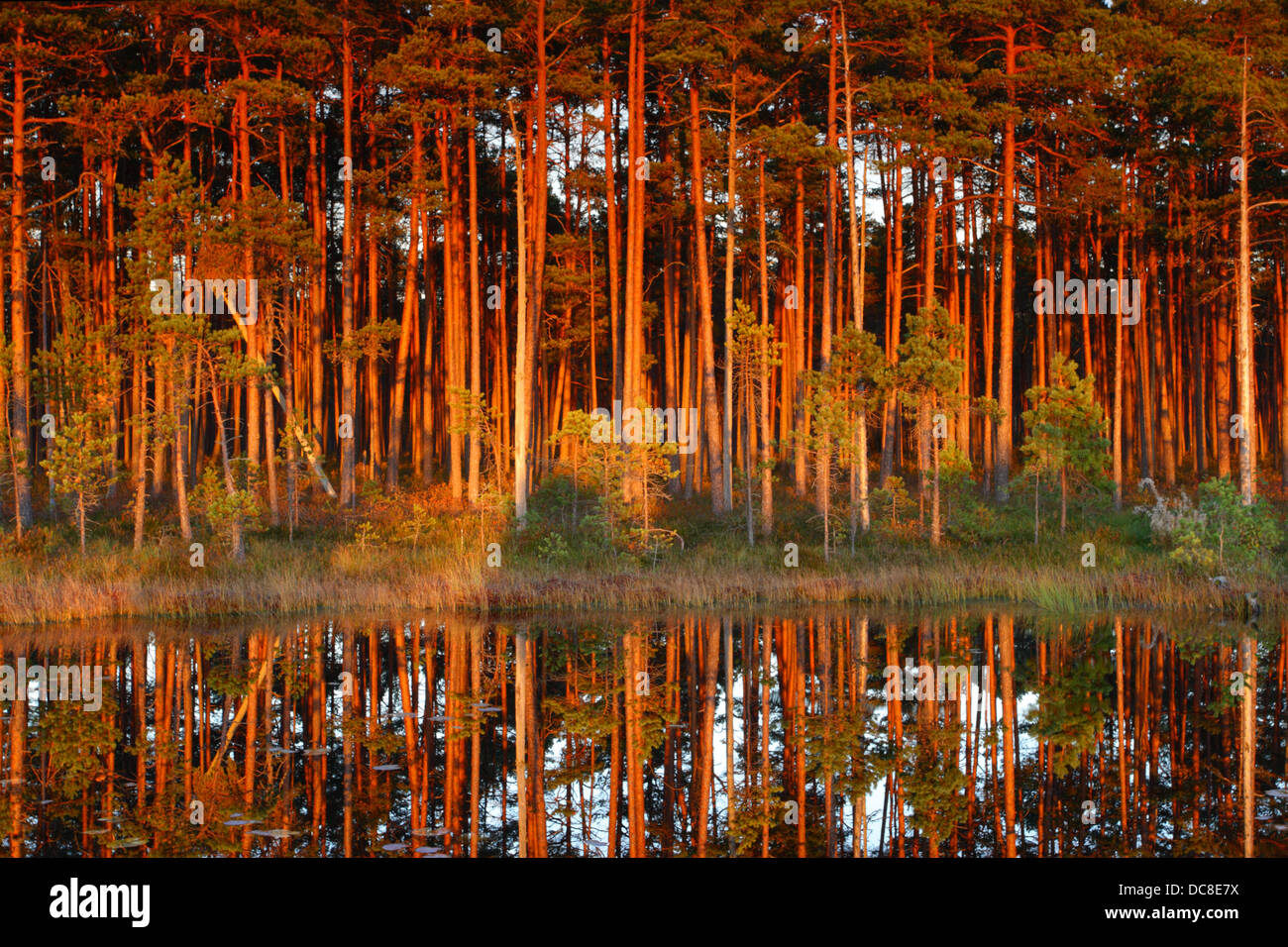 Forêt de pins avec reflet dans le lac de tourbière, peint par le soleil couchant. Banque D'Images