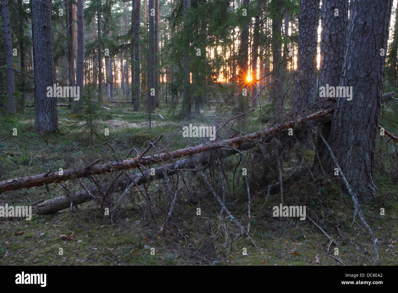 Coucher du soleil à forêt vierge, Alam-Pedja réserve naturelle, l'Estonie, Europe Banque D'Images