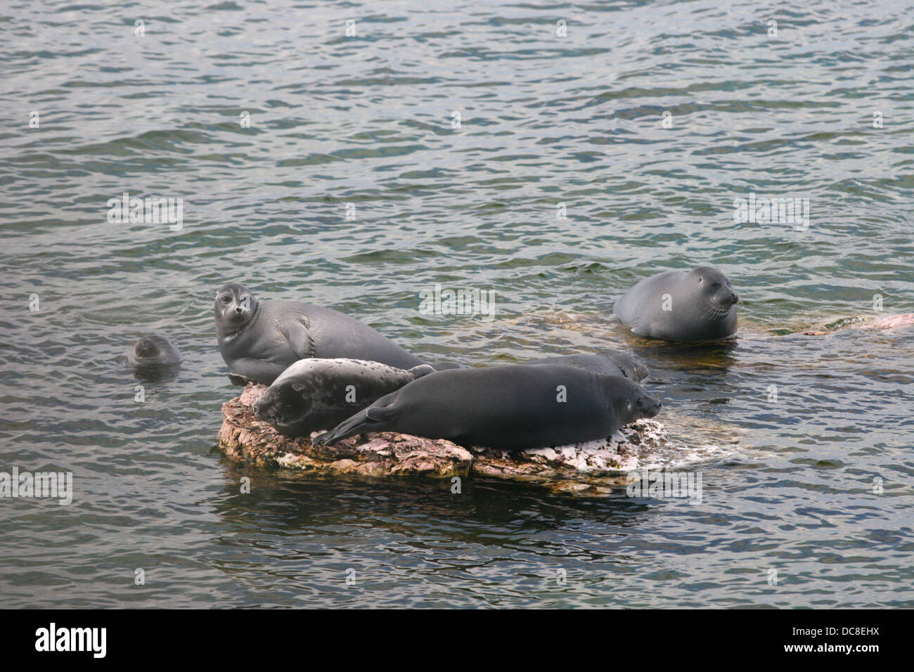 Le Baikal seal (Phoca sibirica nerpa ou) est une espèce de phoque earless endémique au lac Baïkal en Sibérie. Banque D'Images