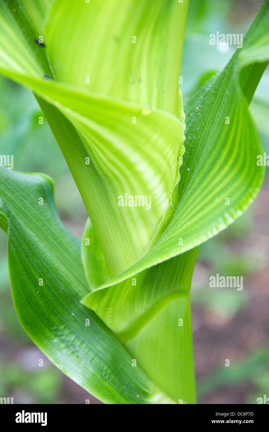 Feuilles de plant de maïs Banque de photographies et d’images à haute — free download