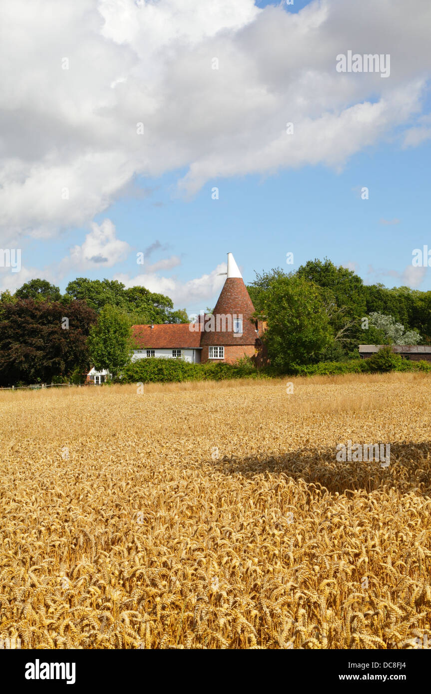 Temps de récolte est Sussex Angleterre Angleterre Royaume-Uni. Champ de blé et maison Oast. Banque D'Images