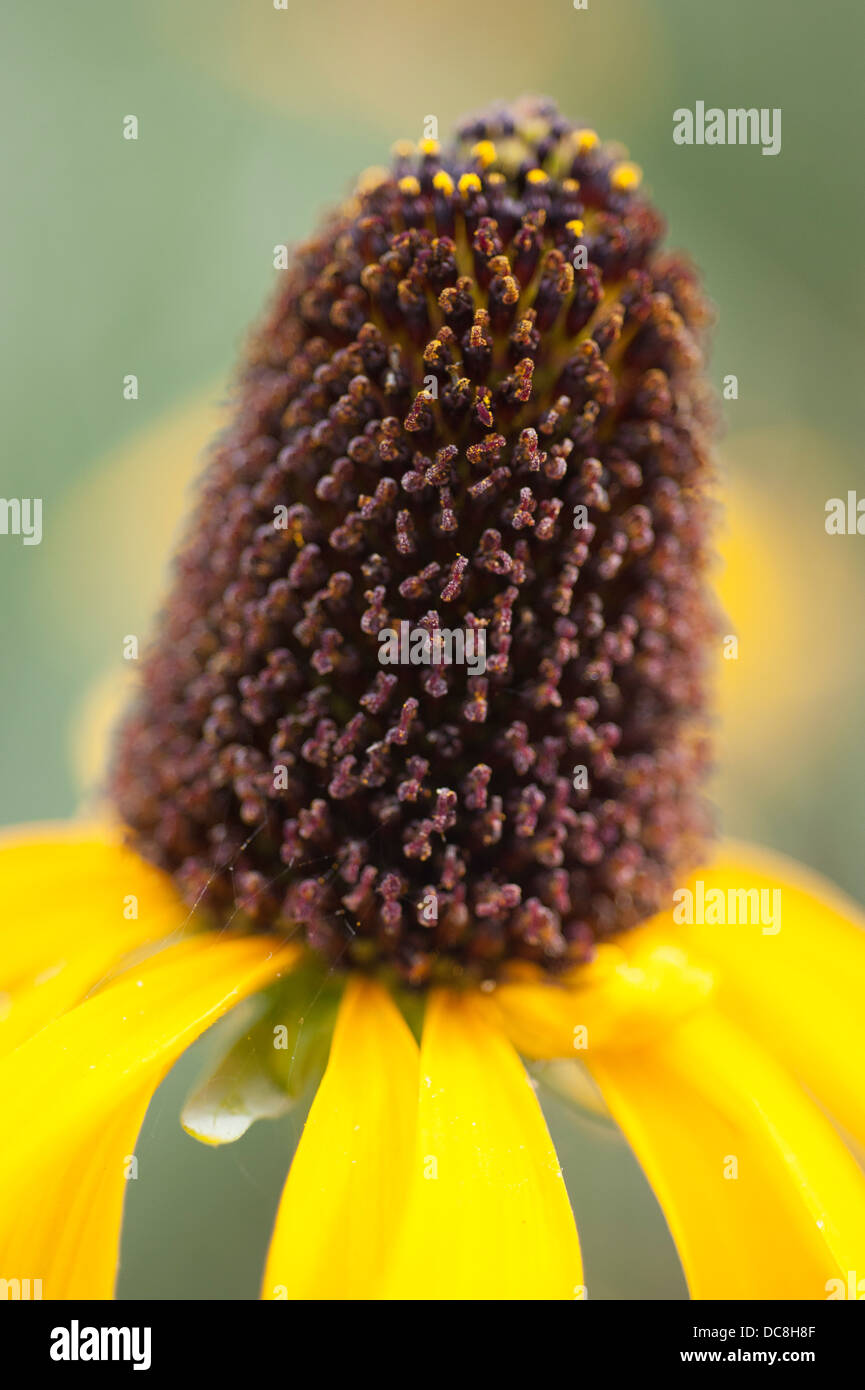 Rudbeckia maxima, échinacée géant Banque D'Images