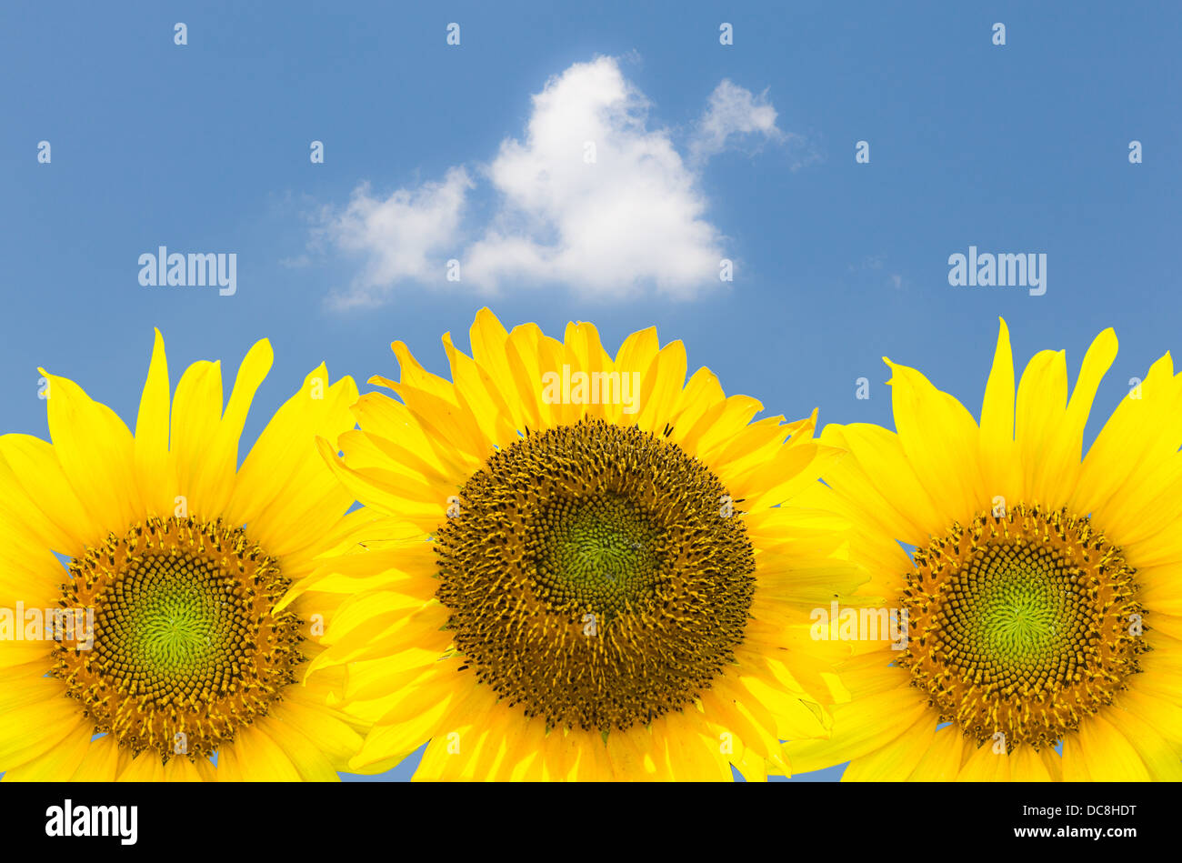 Tête de trois tournesols isolé et placé contre un ciel bleu avec des nuages blancs Banque D'Images