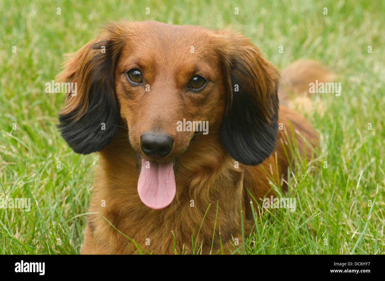 Chien - portrait - Portrait de teckel Long-Haired rouge Banque D'Images