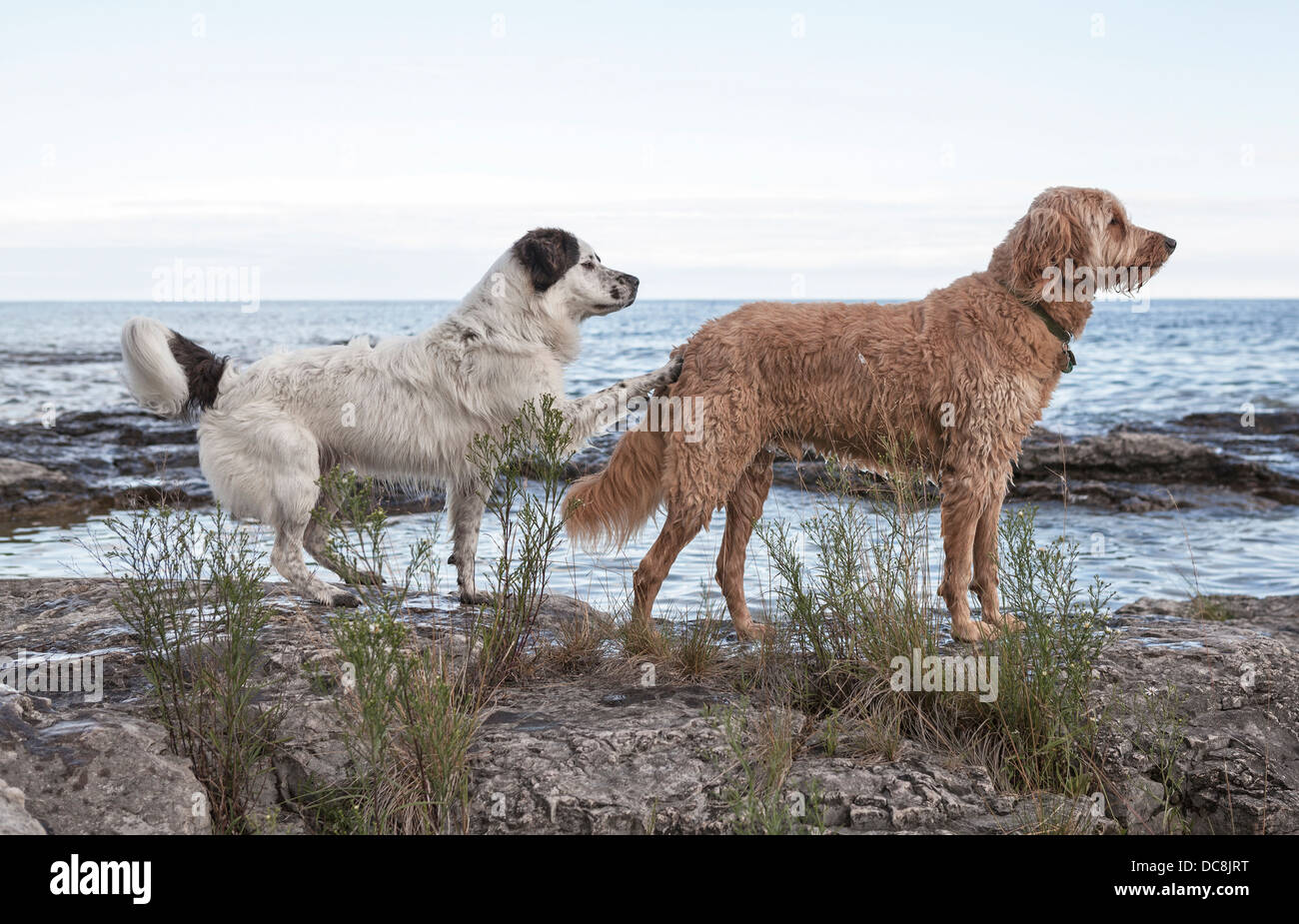 Les chiens jouer à la rive du lac Michigan sur l'île de Washington, du Wisconsin. Banque D'Images