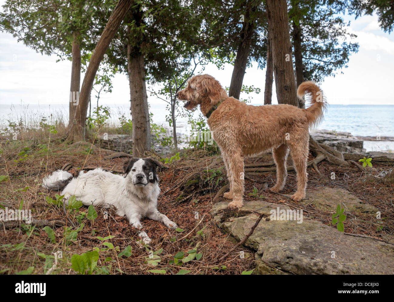 2 chiens reste en vacances sur l'île de Washington, du Wisconsin. Banque D'Images