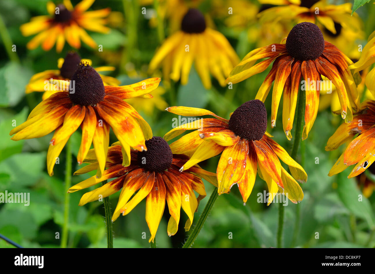 Rudbeckia bicolor fleurs d'été jaune Banque D'Images